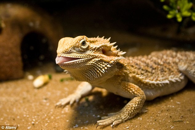 Irwin image
